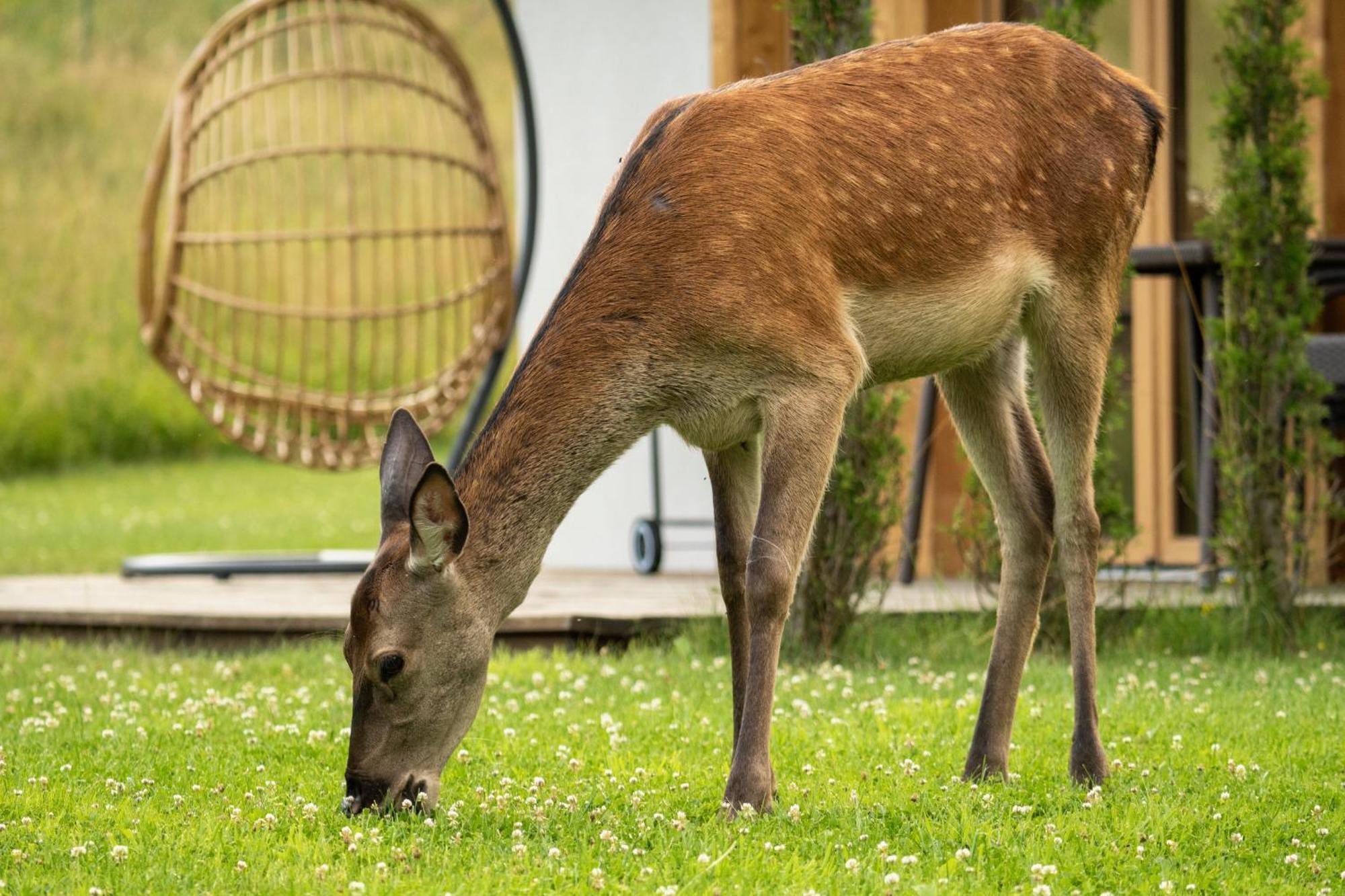 Chaty Pod Beskidkiem Szczyrk Luaran gambar